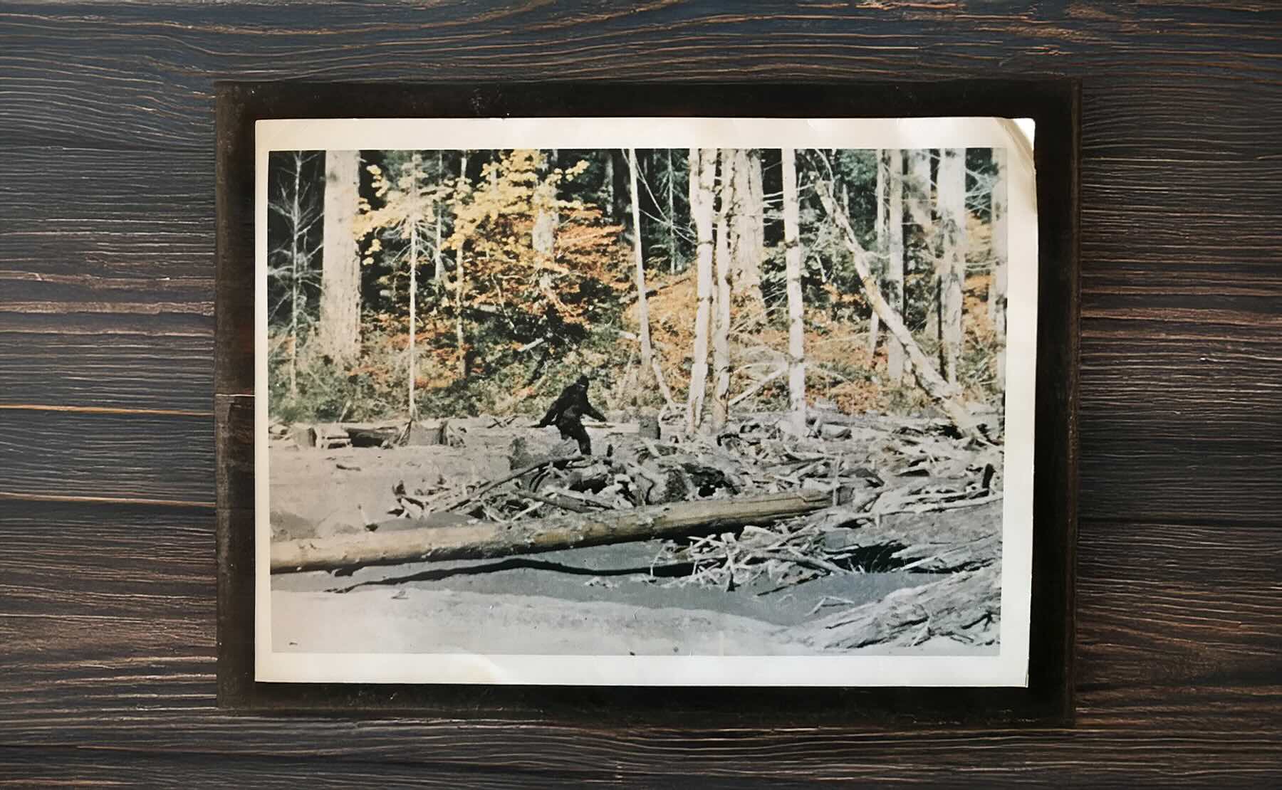 Vintage photograph of Bigfoot walking through a forest
